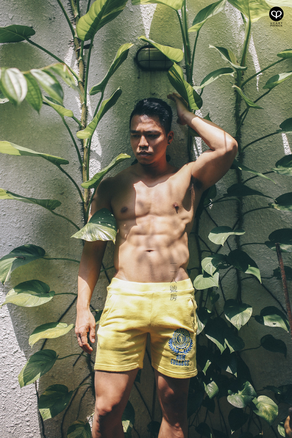 asian hunk dawei gardening creeper plant